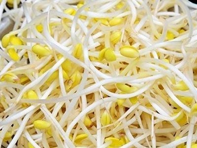 豆芽