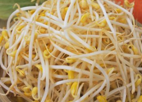 豆芽