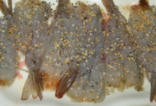 去头对虾肉