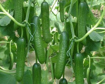 水果黄瓜（一根）