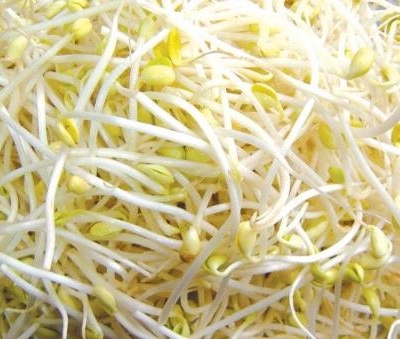 豆芽