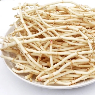 折耳根