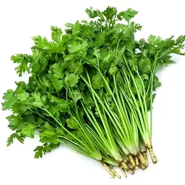 香菜